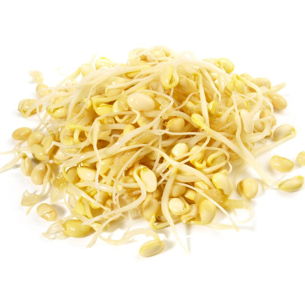 Soya Bean Sprout
