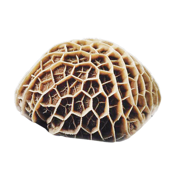 Fresh Black Honeycomb Tripe