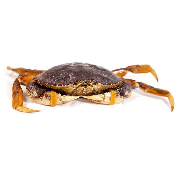 Live BC Crab